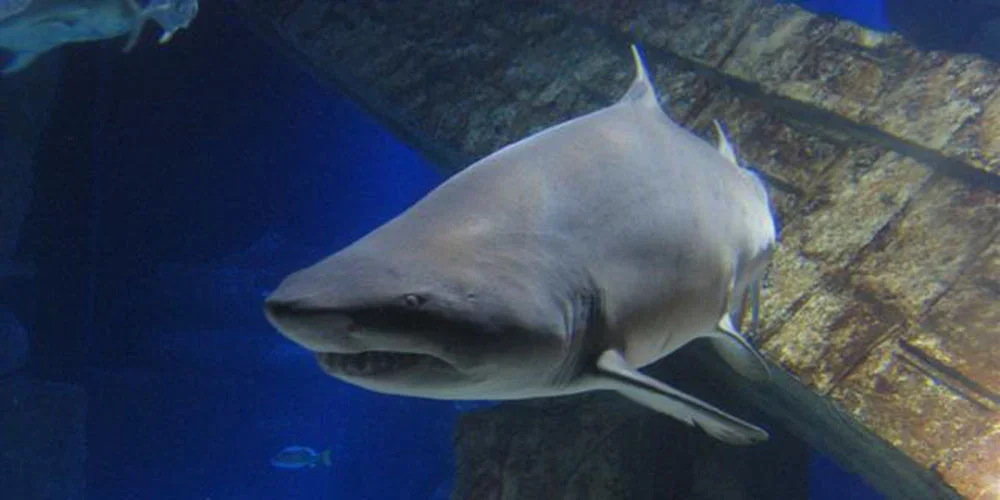 Shark at the Long Island Aquarium